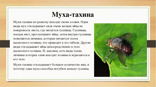 Изучаем разнообразие видов мух: основные классификации