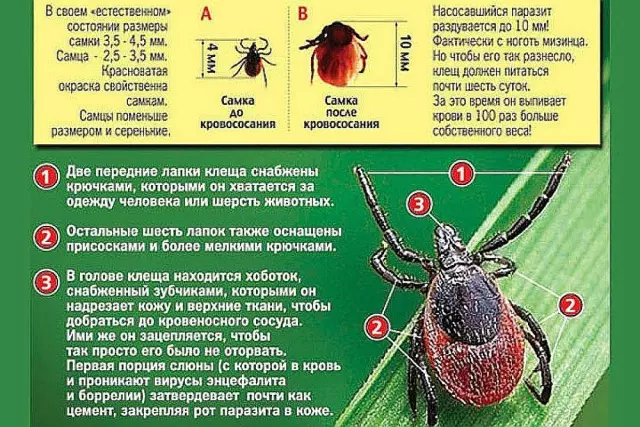 Мифы и правда о клещах.