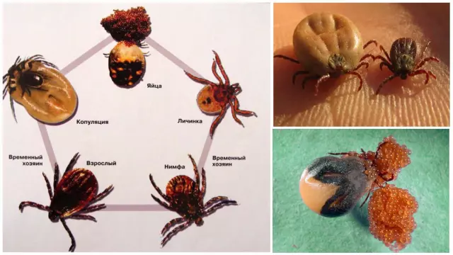 Мир клещей: особенности жизненного цикла.