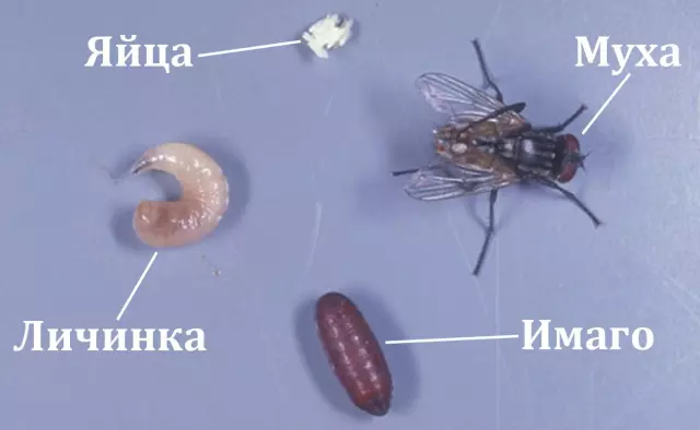 Мухи как переносчики болезней: как обезопасить себя и своих близких