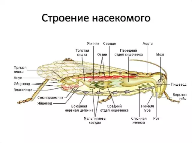 Оса: строение тела и функции каждой части