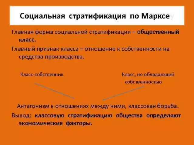 Осы: как формируется их социальная структура и иерархия