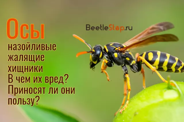 Осы: опасность или польза для человека?