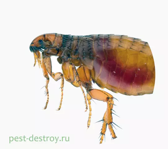 Почему блохи так быстро размножаются и как им противостоять