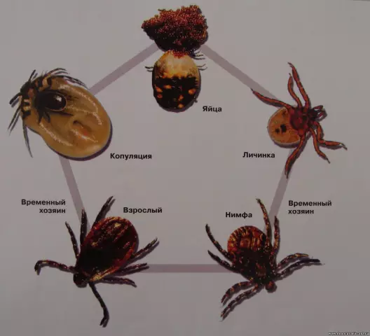 Секреты жизни клещей: мир маленьких созданий под микроскопом