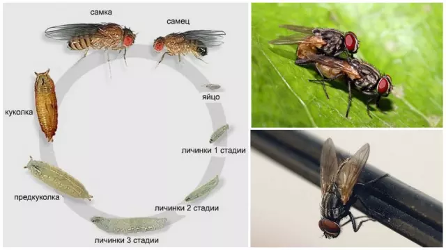 Все о мухах: привычки, жизненный цикл и поведение