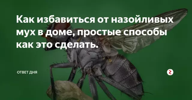 За что ненавидят мух: причины и способы защиты от назойливых насекомых